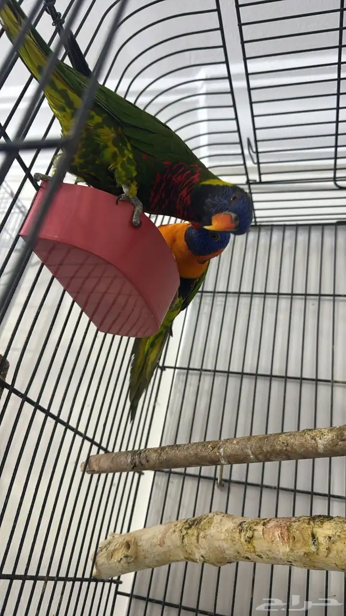 زوج لوري منتج ( تم البيع خارج الموقع ) 0