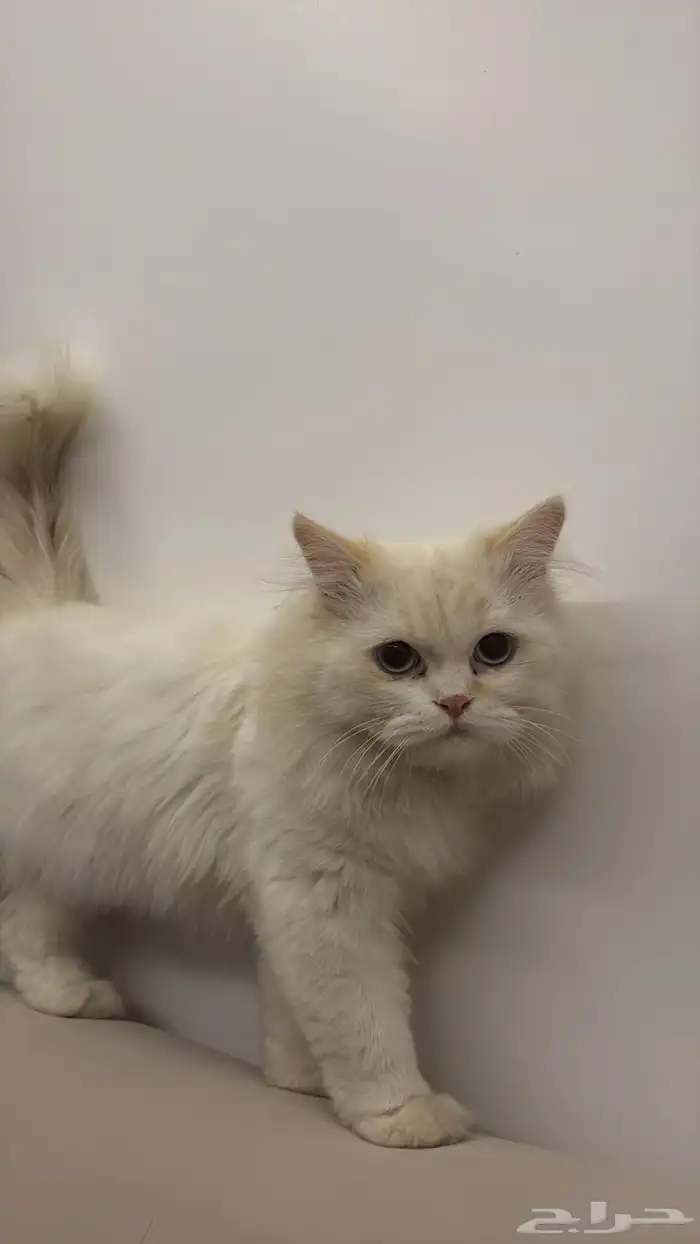 قطه مدري ايش نوعها الي له شف فالخرج 1