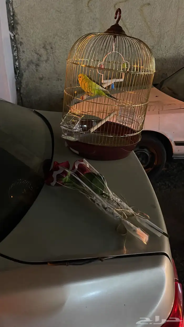 عصافير الحب 0