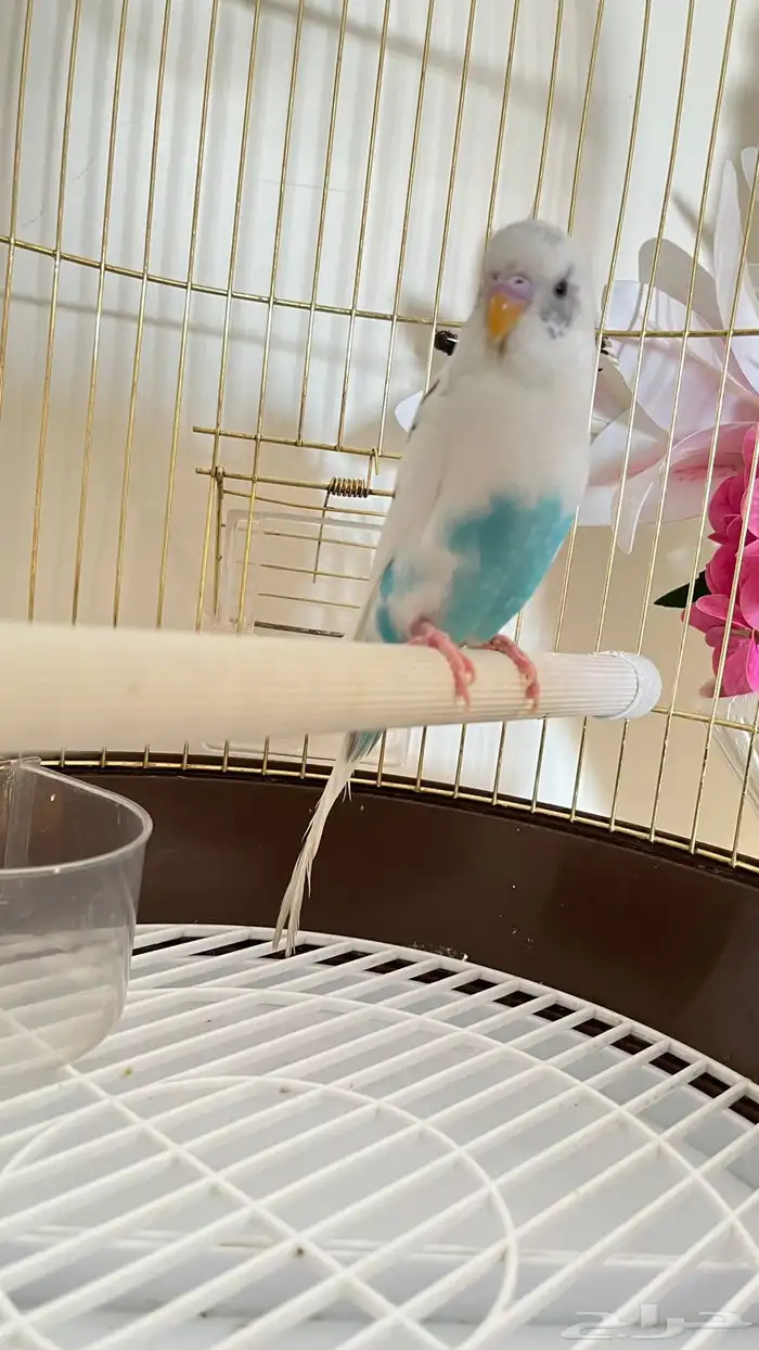 للبيع عصفور بادجي 0