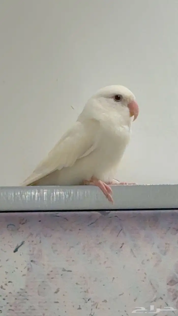 طير زور اليف بينو عيون حمرا 0