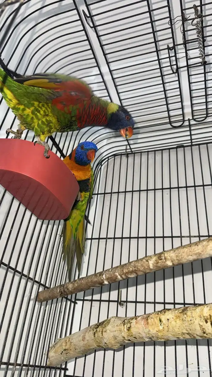 زوج لوري منتج ( تم البيع خارج الموقع ) 1