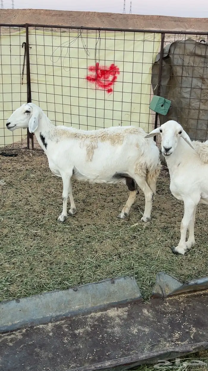 حريات دفيع عدد 3 روس 0