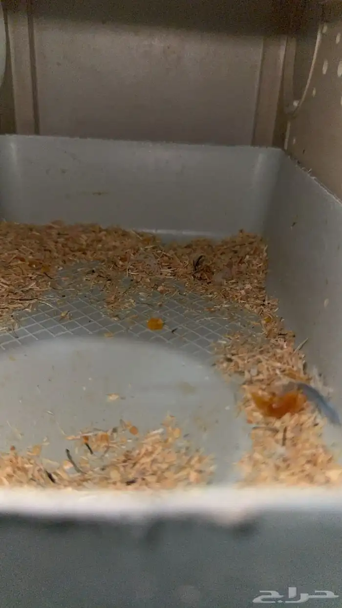 زوج روز منتج ( تم البيع ) الله يبارك للمشتري 1