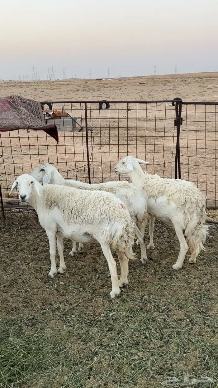 حريات دفيع عدد 3 روس 2