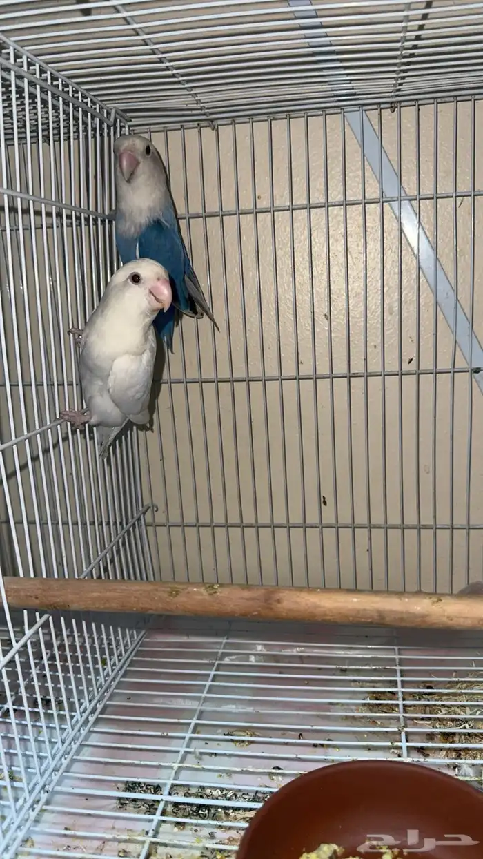 زوج روز منتج ( تم البيع ) الله يبارك للمشتري 0