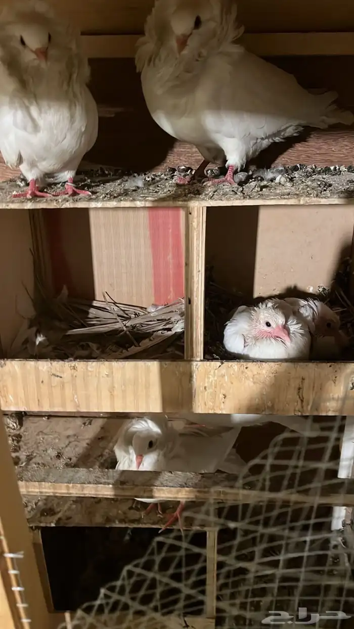 حمام بلجيكي مع الشبك حقها 0