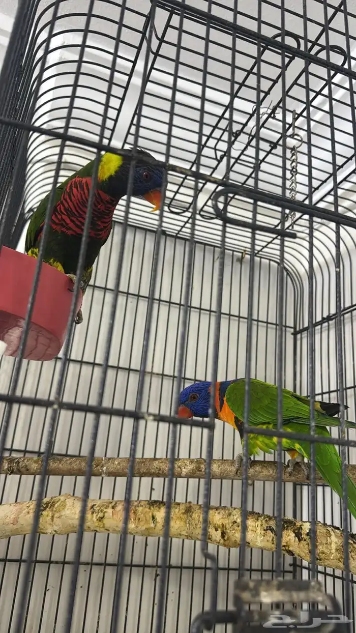 زوج لوري منتج ( تم البيع خارج الموقع ) 2