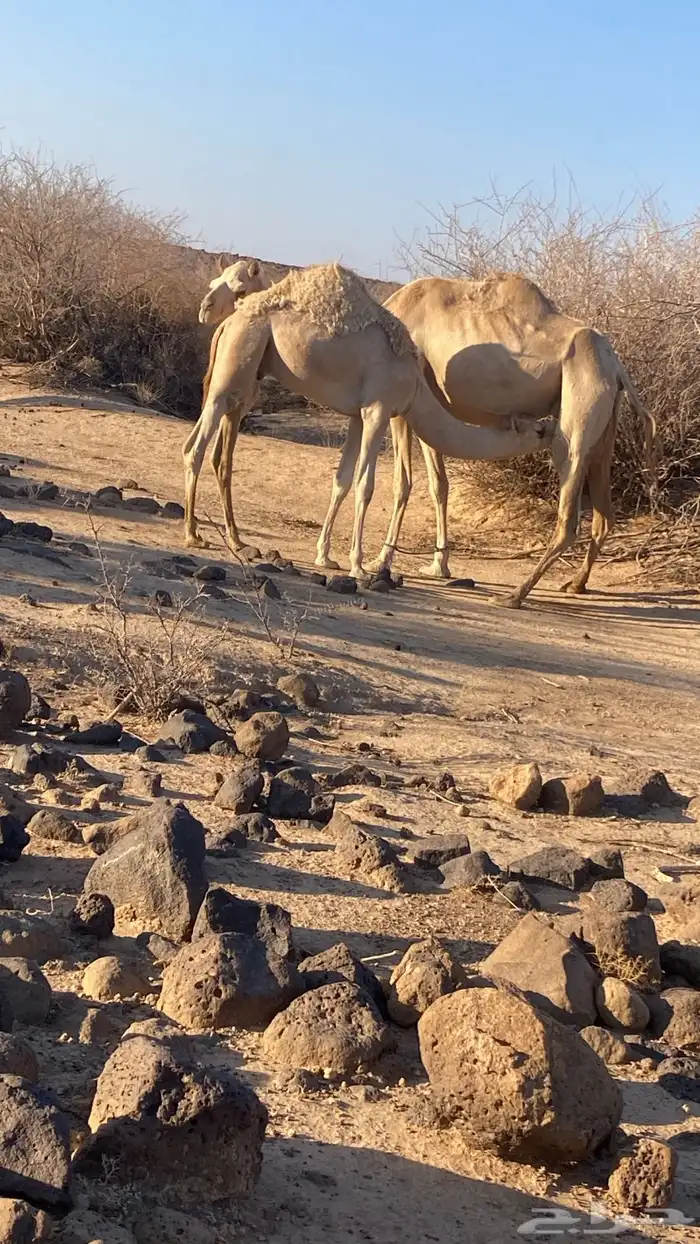 قعود هجن اصيل 0