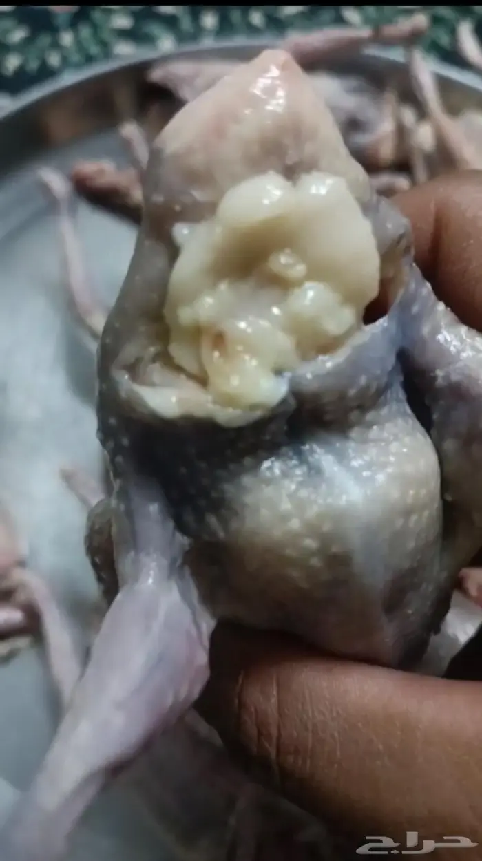 فراخة حمام هندي 0