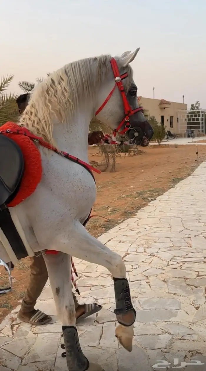 حصان واهو فاخر 8