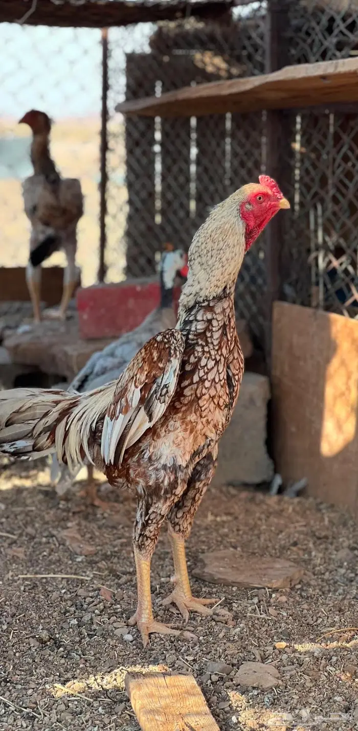 دجاج للبيع 0