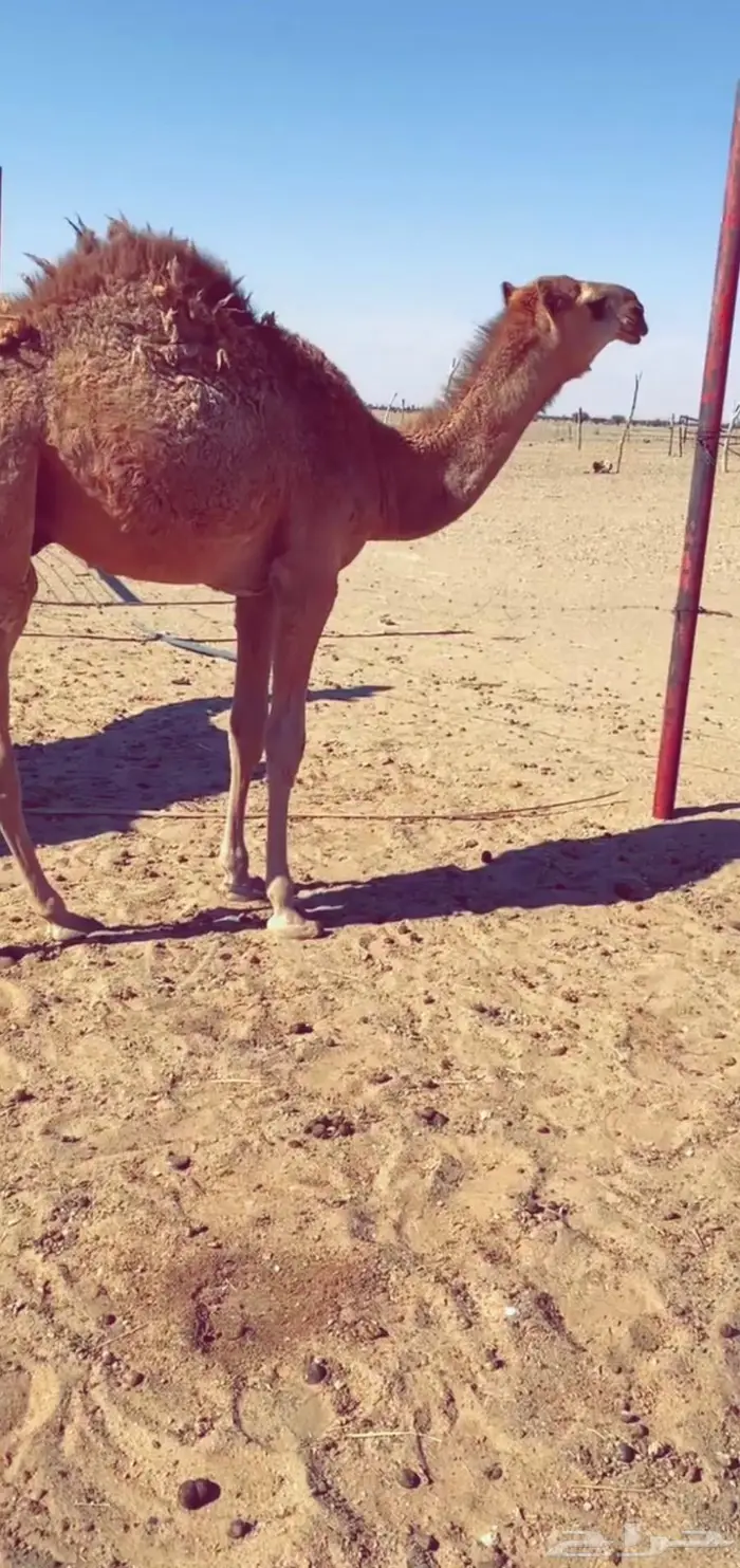 عشراء صفراء طيبه 3