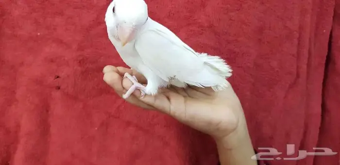 روز اليف جدا 2