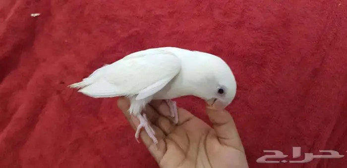 روز اليف جدا 3