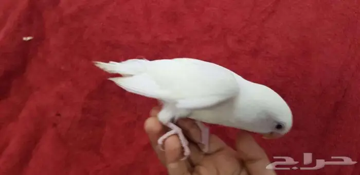 روز اليف جدا 4