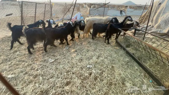 معزا عدد10 بالفحل 0