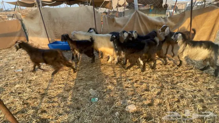 معزا عدد10 بالفحل 1