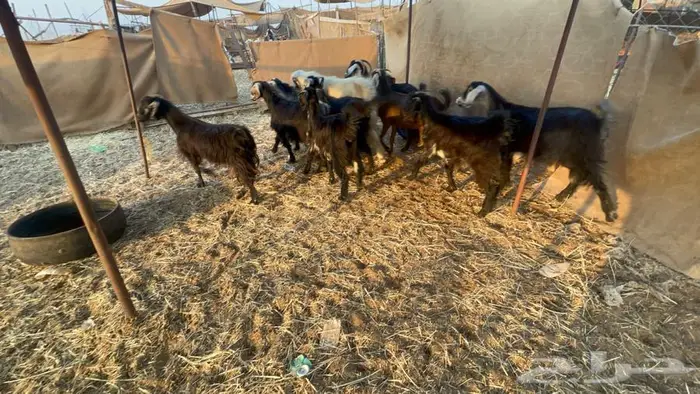 معزا عدد10 بالفحل 2