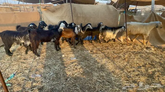 معزا عدد10 بالفحل 3