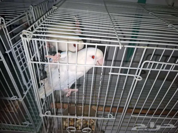 طيور روز البينو ذكر للبيع 3