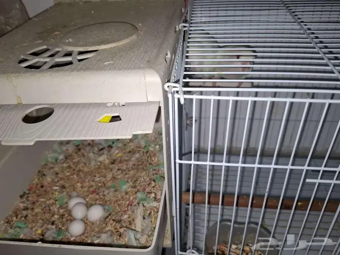 طيور روز البينو ذكر للبيع 7