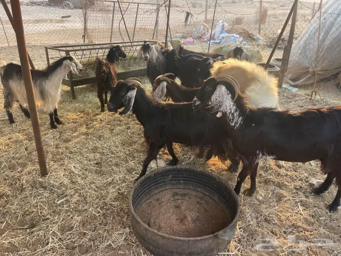 معزا عدد10 بالفحل 4