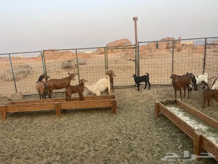 معزاء محايليه خلفات 2