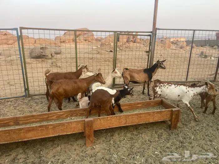 معزاء محايليه خلفات 3