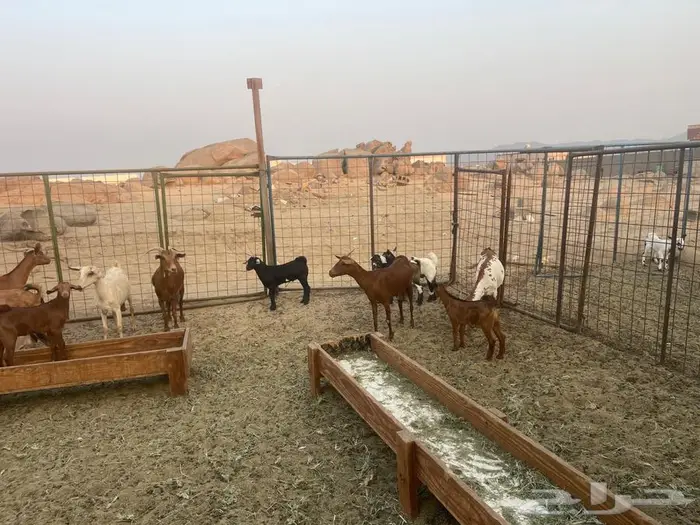 معزاء محايليه خلفات 4