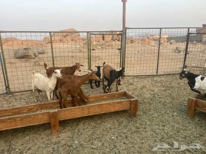 معزاء محايليه خلفات 5