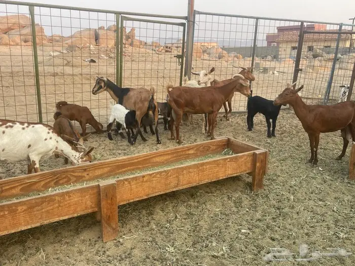 معزاء محايليه خلفات 0