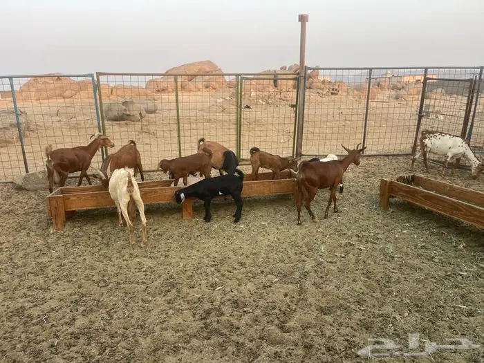 معزاء محايليه خلفات 6