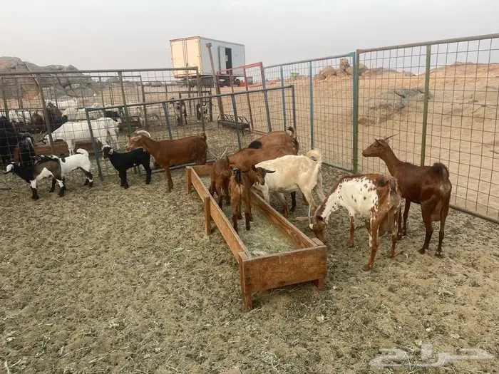 معزاء محايليه خلفات 7