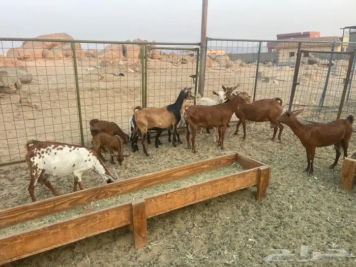 معزاء محايليه خلفات 1