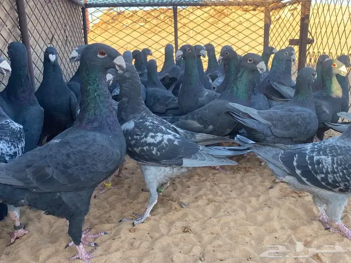 هومر أسود 42 طير مستويات 0