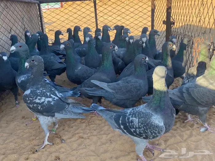 هومر أسود 42 طير مستويات 1