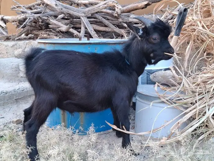 ماعز قزم النوع ذكر 3