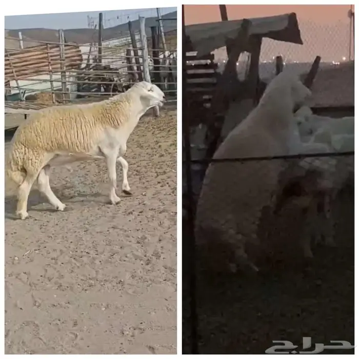 ( تم البيع) ثني فاخر من حلال الصياد في أملج 0