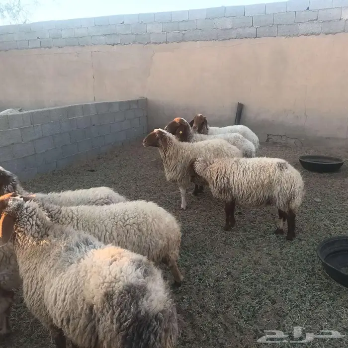 غنم نعيم حيل 3