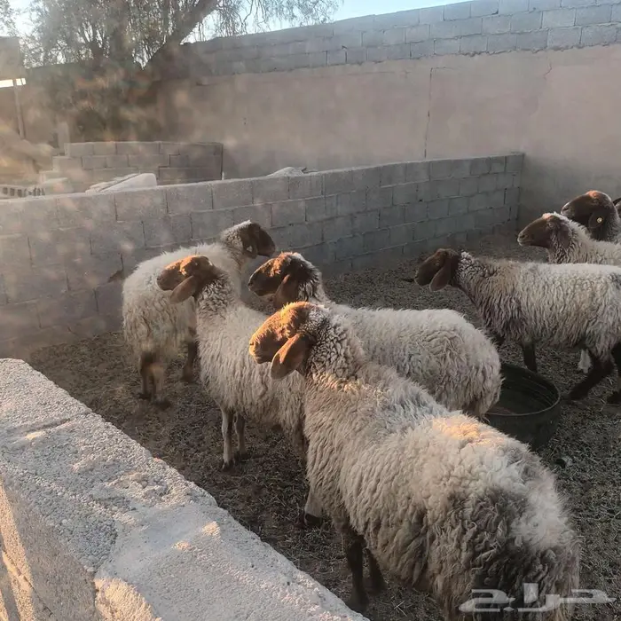 غنم نعيم حيل 2