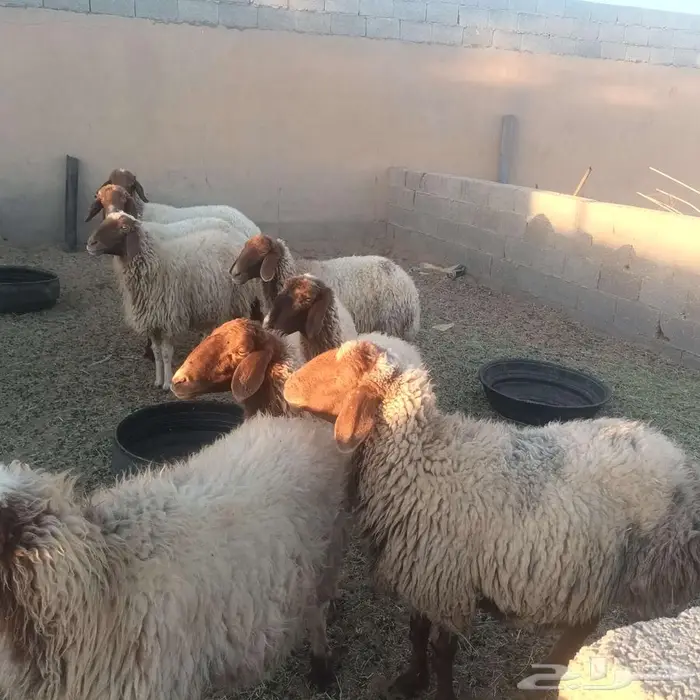 غنم نعيم حيل 4