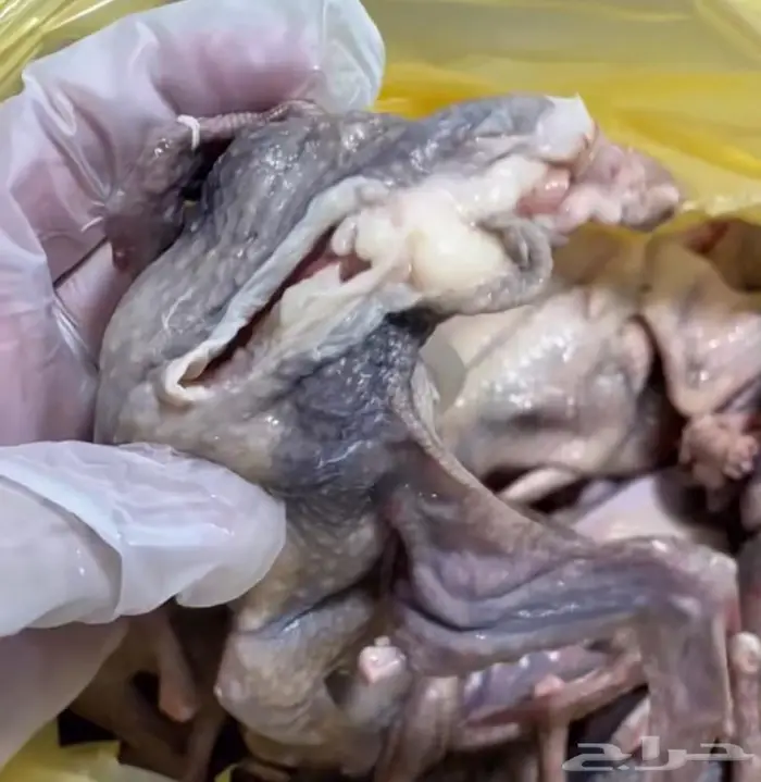 فراخة حمام هندي 10