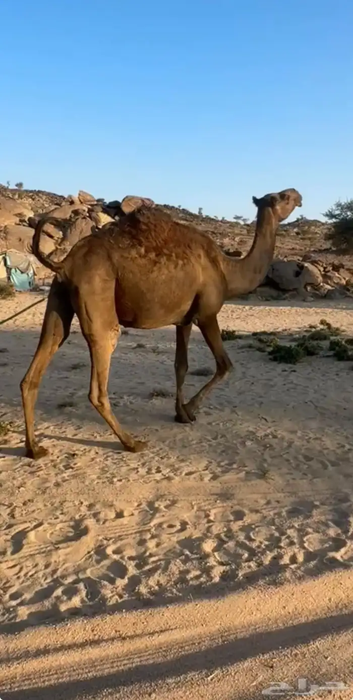 ناقه صفرا لقحه 2