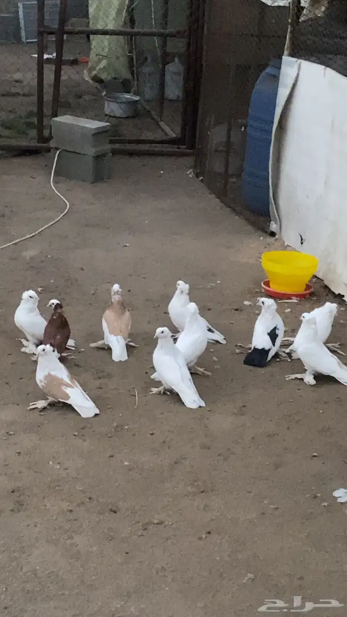 للبيع حمام بخاره 0