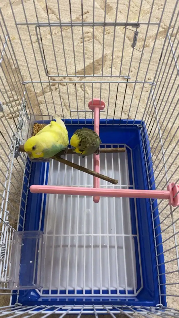 طيور الحب ( بادجي ) 0