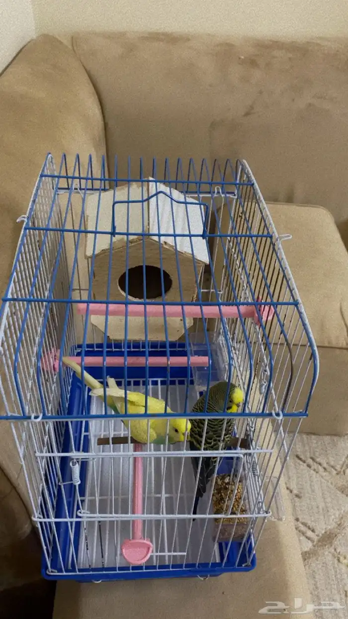 طيور الحب ( بادجي ) 4