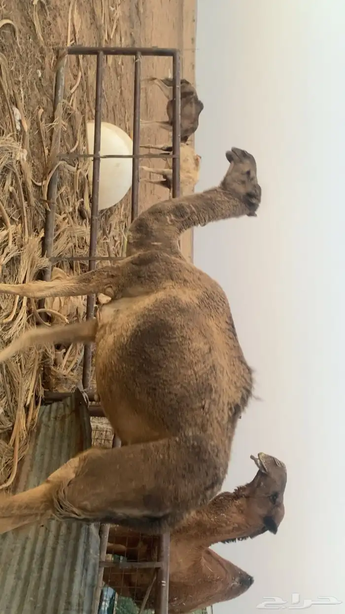 للبيع ناقه 0