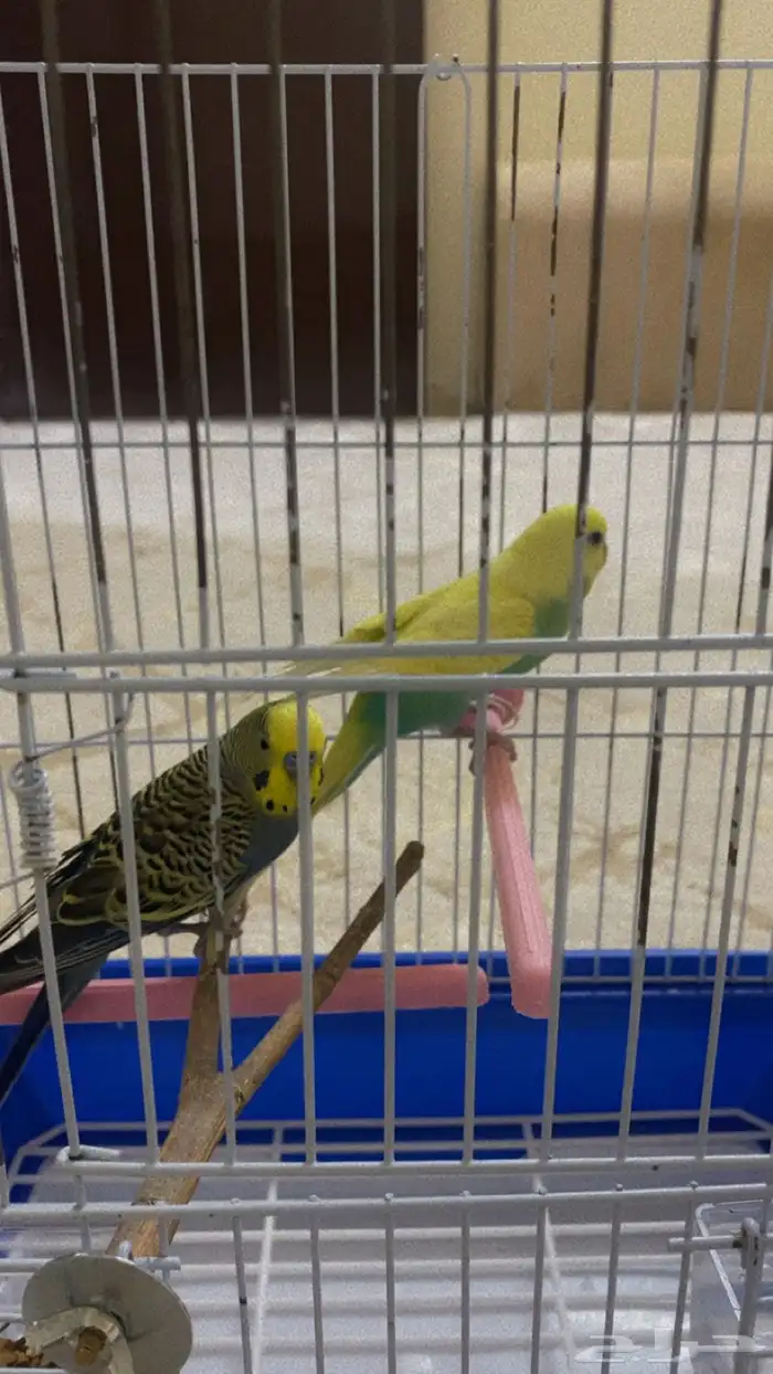 طيور الحب ( بادجي ) 2