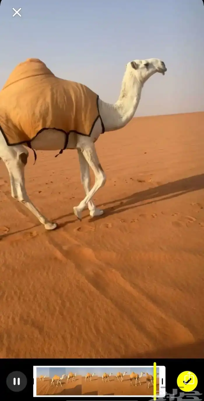 لقيه وضحاء رمانيه 6